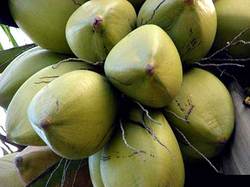 Manufacturers Exporters and Wholesale Suppliers of Green Coconut namakkl Tamil Nadu
